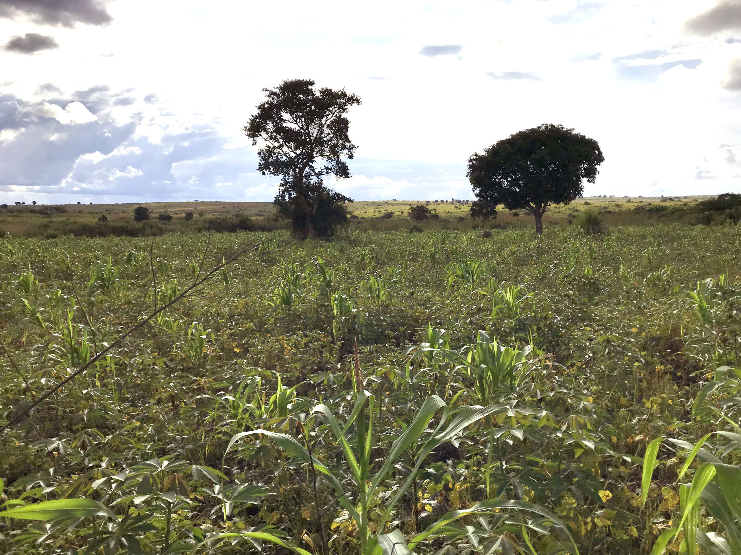 Le champ d’un hectare de la coopérative de Nyankunde.