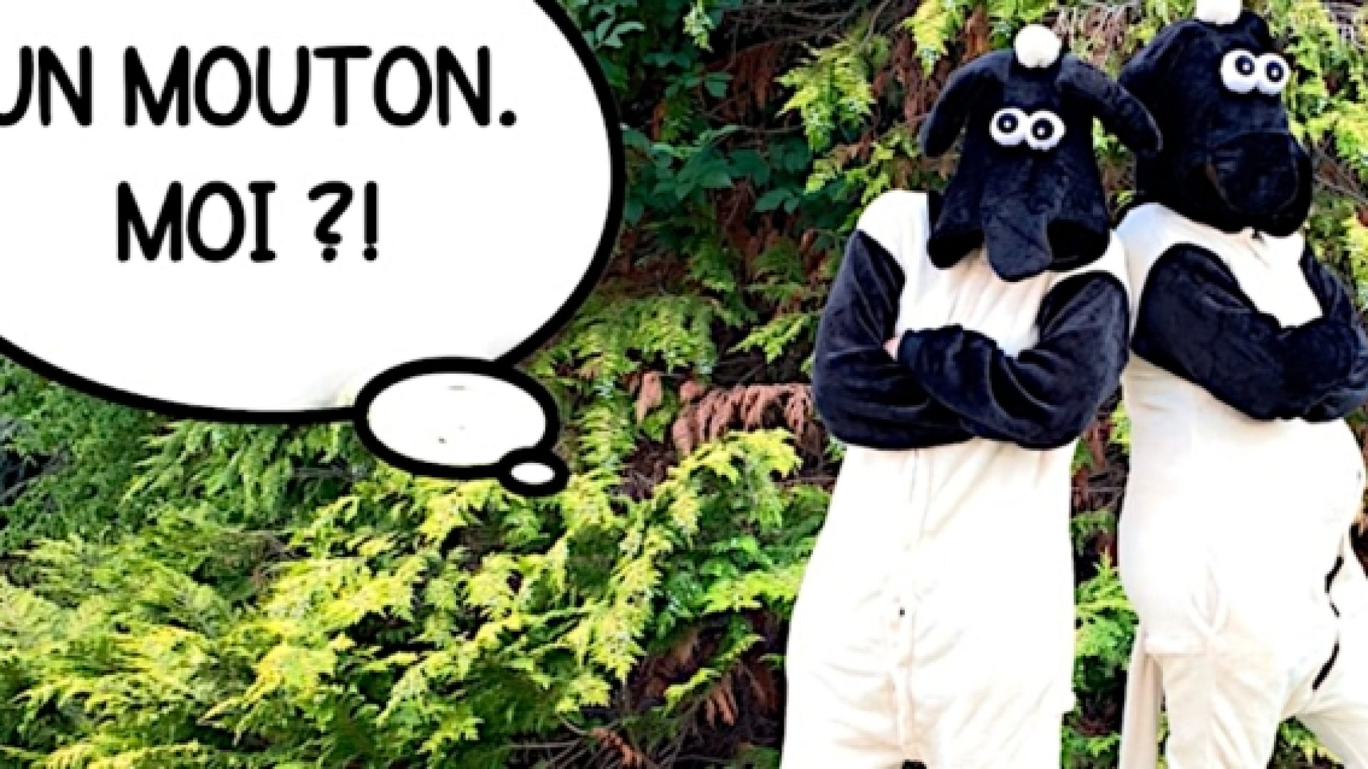 Série « Les animaux dans la Bible » : les moutons